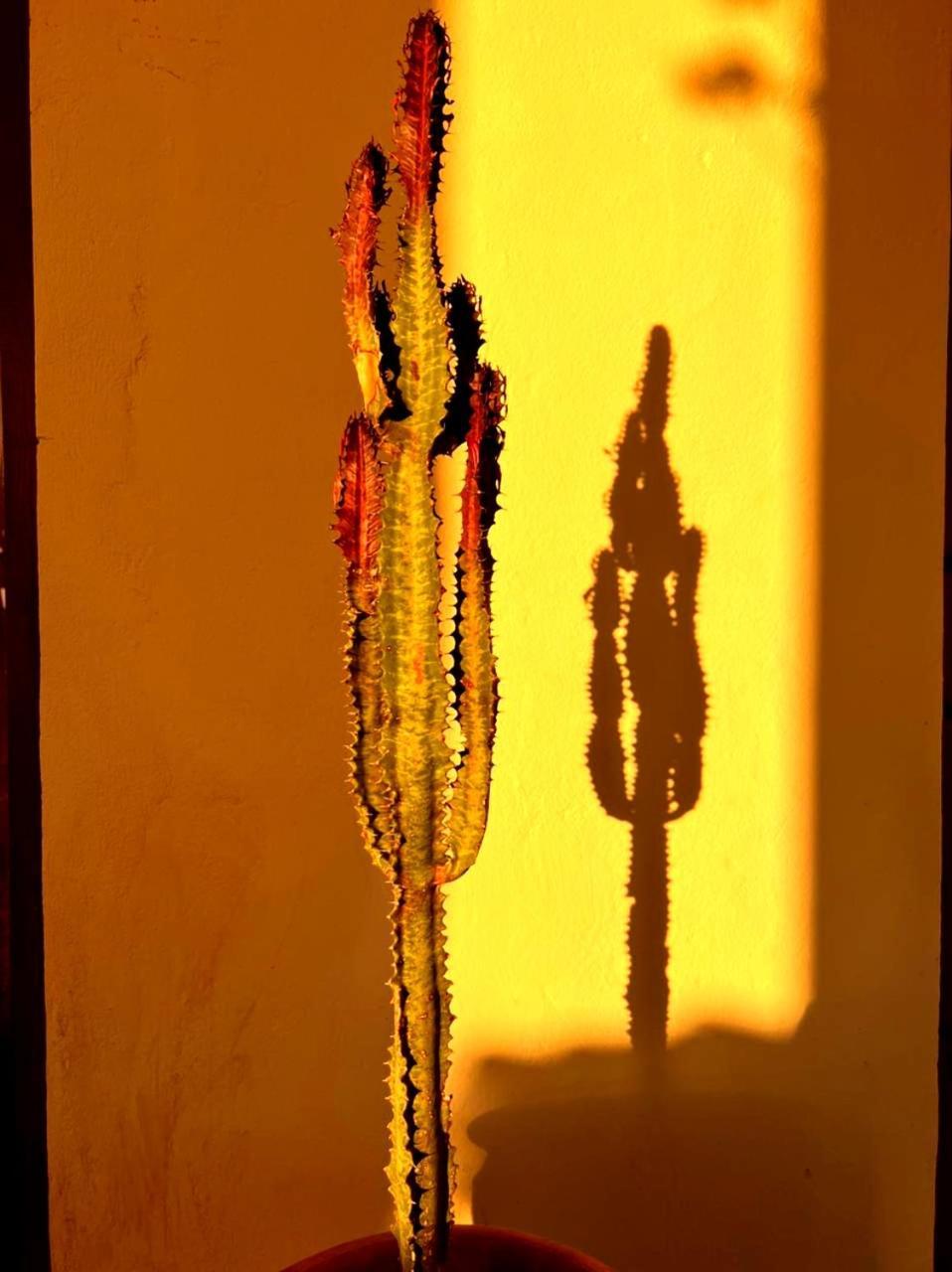 Terrasses Vertes Essaouira Ngoại thất bức ảnh
